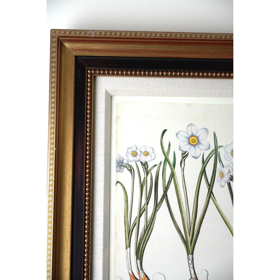 Framed Botanical Print “Narcissus maximus medio purpureus” by Basilius Besler.