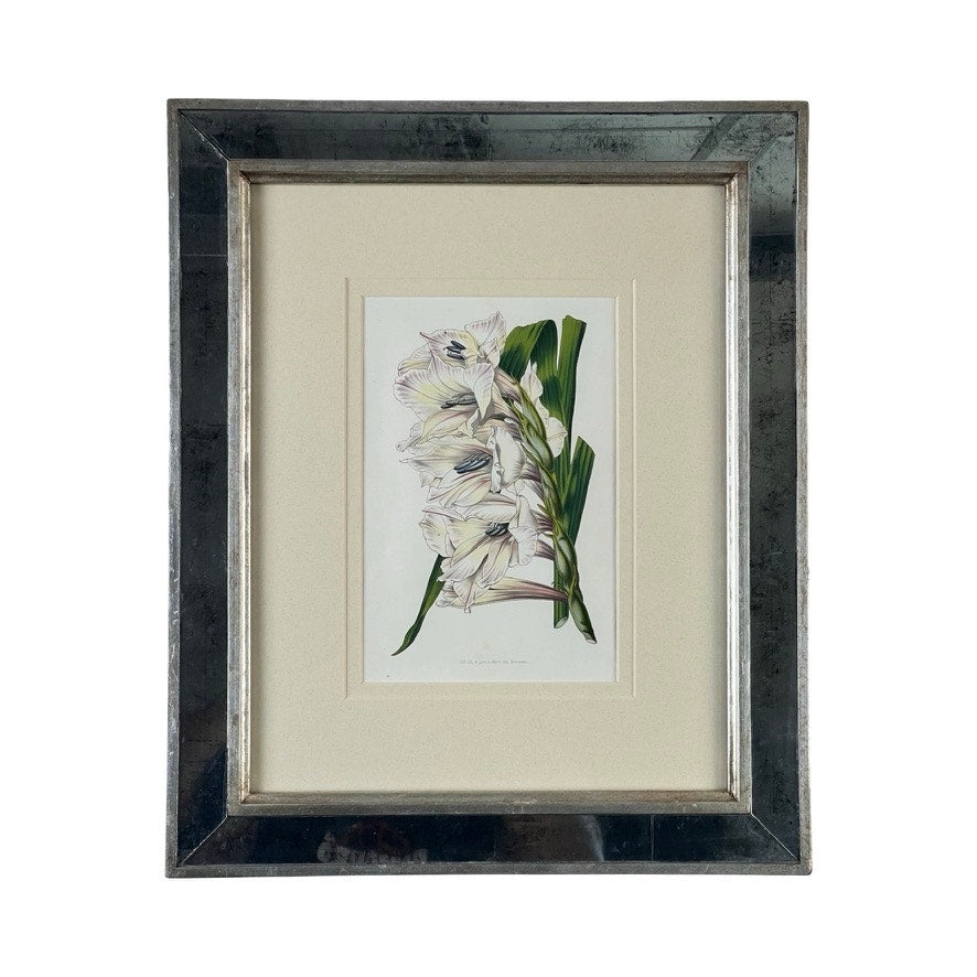 Trowbridge’s Vintage Custom Framed Botanical Print “Gladiolus × willmoreanus” after Louis van Houtte features white gladiolus and green leaves, cream mat, and a reflective silver frame—a glamourous Hollywood Regency-inspired wall art.