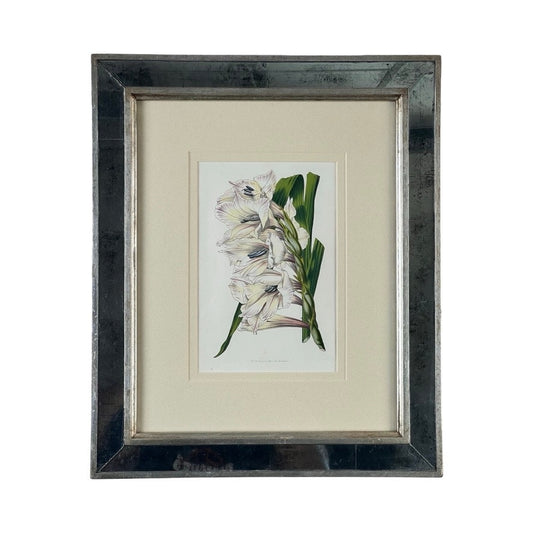 Trowbridge’s Vintage Custom Framed Botanical Print “Gladiolus × willmoreanus” after Louis van Houtte features white gladiolus and green leaves, cream mat, and a reflective silver frame—a glamourous Hollywood Regency-inspired wall art.