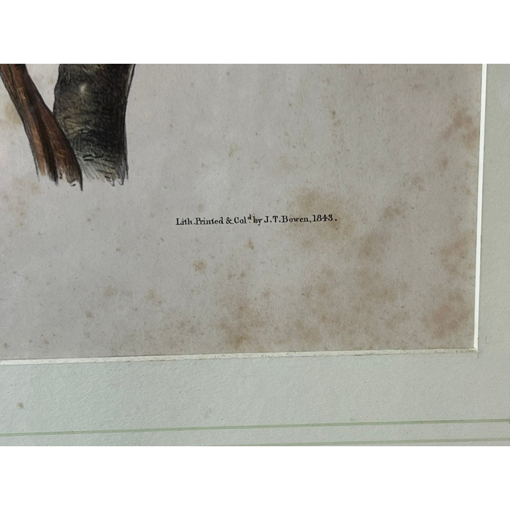 John James Audubon Original Hand Colored Lithograph “Hudson’s Bay Squirrel Chickaree Red Squirrel”, 1843 from Viviparous Quadrupeds of North America, Imperial Bowen Edition