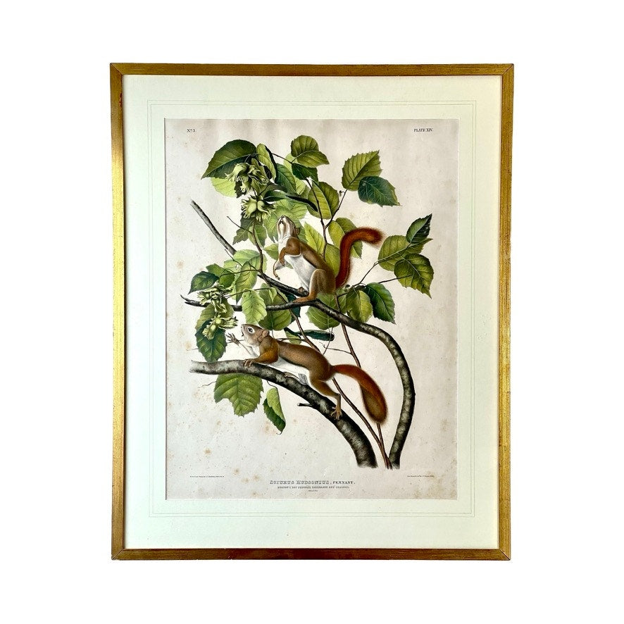 John James Audubon Original Hand Colored Lithograph “Hudson’s Bay Squirrel Chickaree Red Squirrel”, 1843 from Viviparous Quadrupeds of North America, Imperial Bowen Edition