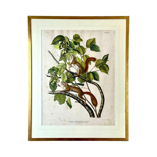 John James Audubon Original Hand Colored Lithograph “Hudson’s Bay Squirrel Chickaree Red Squirrel”, 1843 from Viviparous Quadrupeds of North America, Imperial Bowen Edition