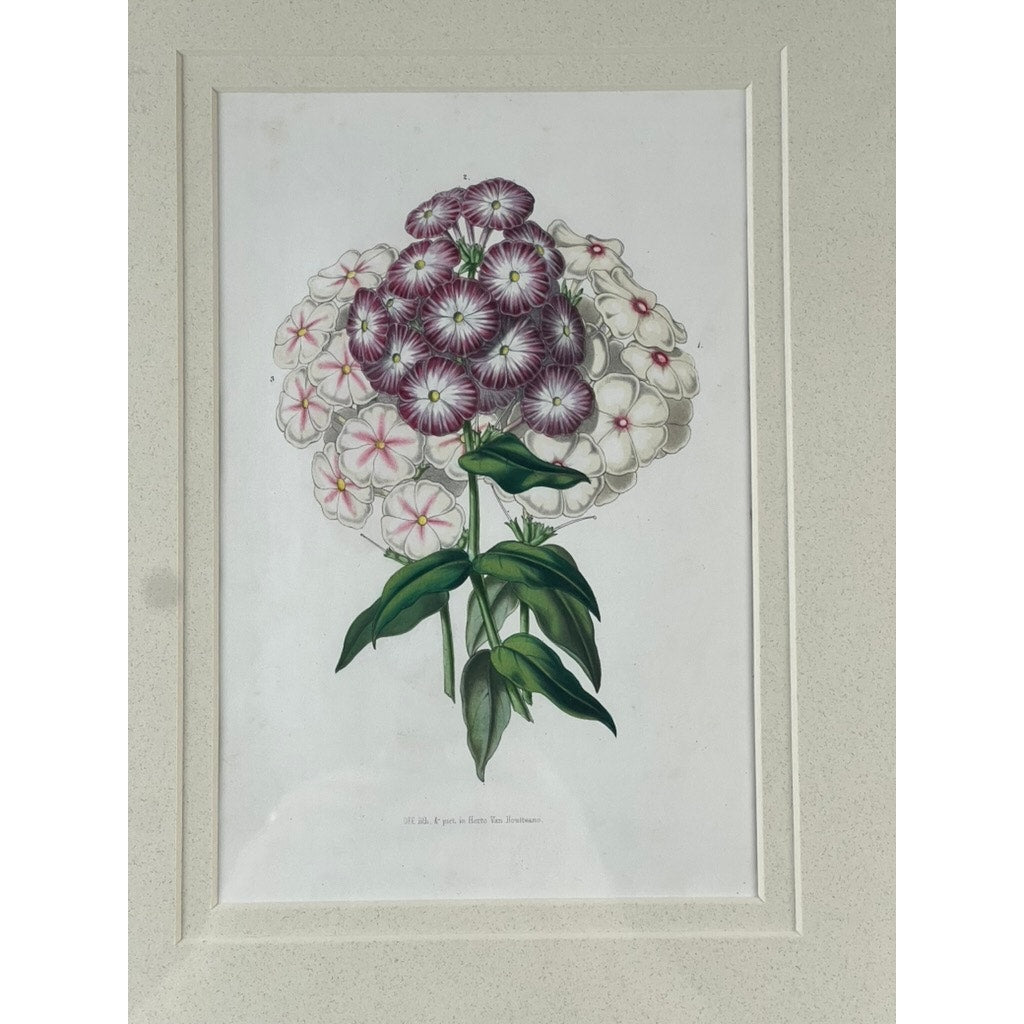 The Trowbridge Vintage Custom Framed Botanical Print “Phlox” after Louis van Houtte features clustered white and purple blooms with green leaves, set on a white background and framed with a cream mat in Hollywood Regency style.