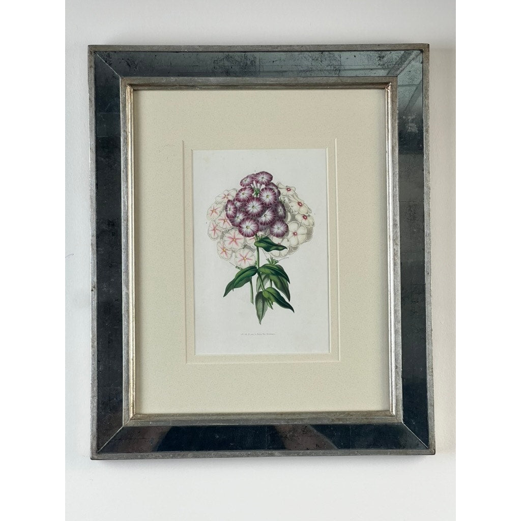 The Trowbridge Vintage Custom Framed Botanical Print “Phlox” after Louis van Houtte (1810–1876) features vibrant purple and white blooms, elegantly displayed in a reflective silver frame and white mat, perfect for a chic wall accent.