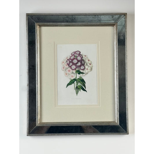 The Vintage Trowbridge Custom Framed Botanical Print “Phlox” after Louis van Houtte (1810–1876) from Pearl City Antiques features a delicate illustration of a flower with purple and white star-shaped blooms, green leaves, and is elegantly double-matted in cream. Presented in a Hollywood Regency-style frame finished in reflective silver metallic, this piece exudes refined style and is photographed against a plain white wall.