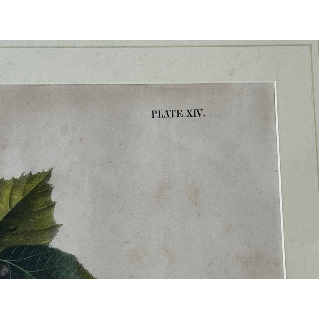 John James Audubon Original Hand Colored Lithograph “Hudson’s Bay Squirrel Chickaree Red Squirrel”, 1843 from Viviparous Quadrupeds of North America, Imperial Bowen Edition